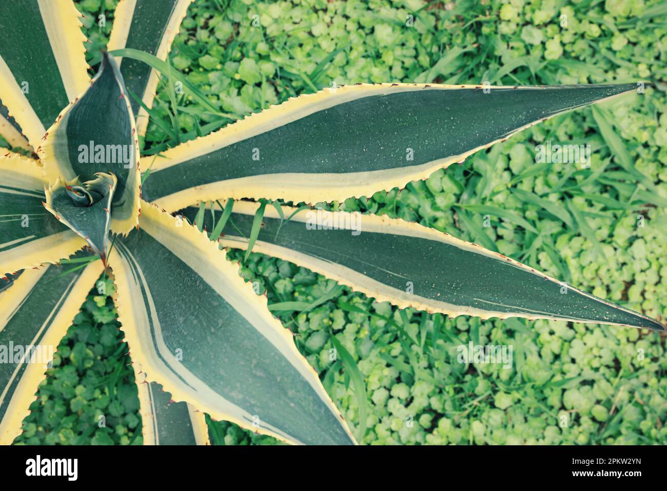 American aloe with beautiful leaves growing outdoors, top view. Tropical plant Stock Photo