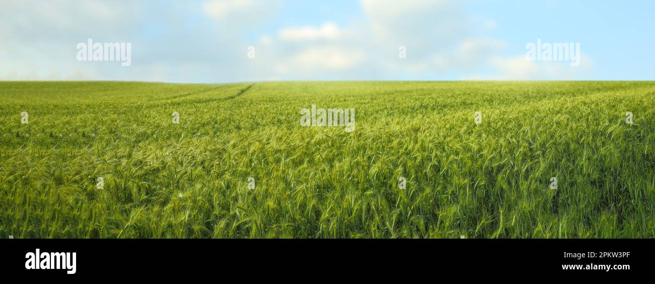 Beautiful field with ripening wheat crop. Banner design Stock Photo - Alamy