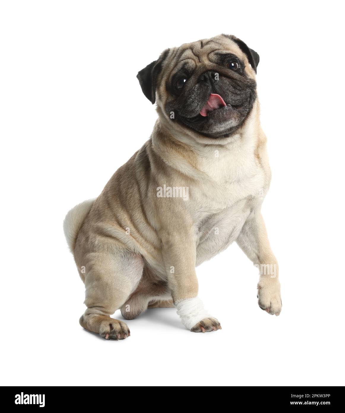 Cute pug dog with paw wrapped in medical bandage on white background Stock Photo