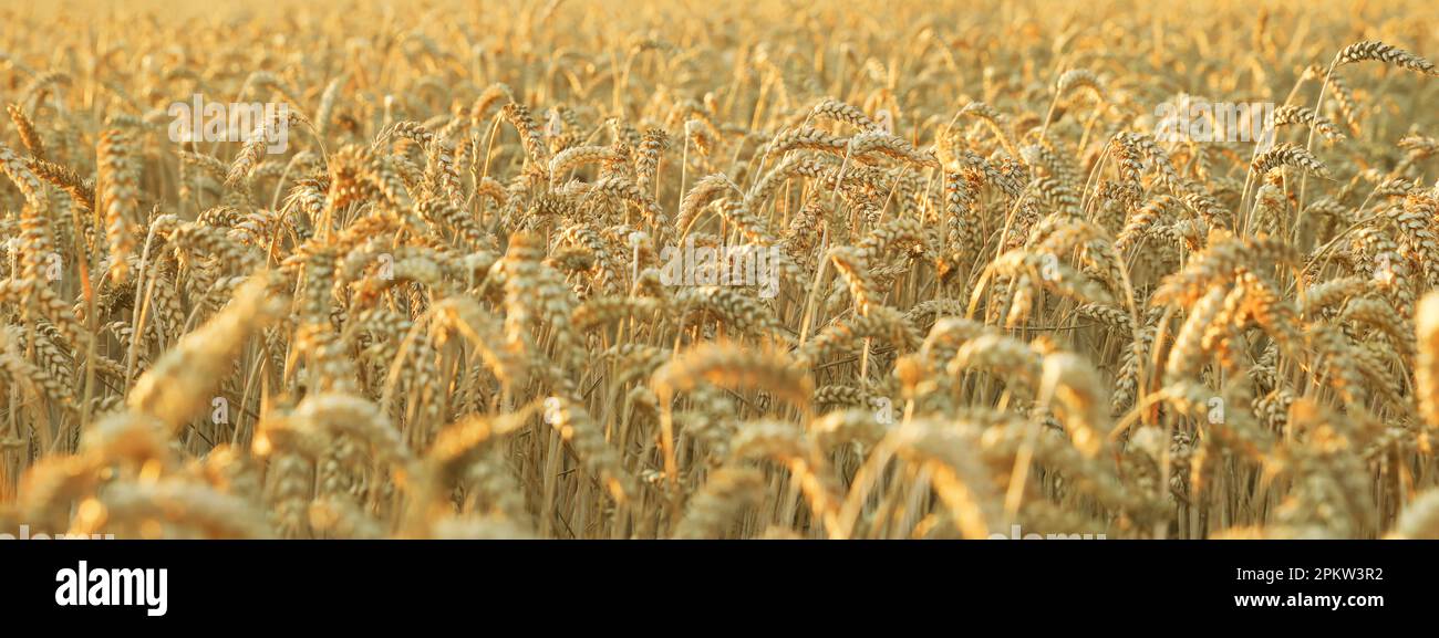 Beautiful field with ripe wheat spikes. Banner design Stock Photo - Alamy