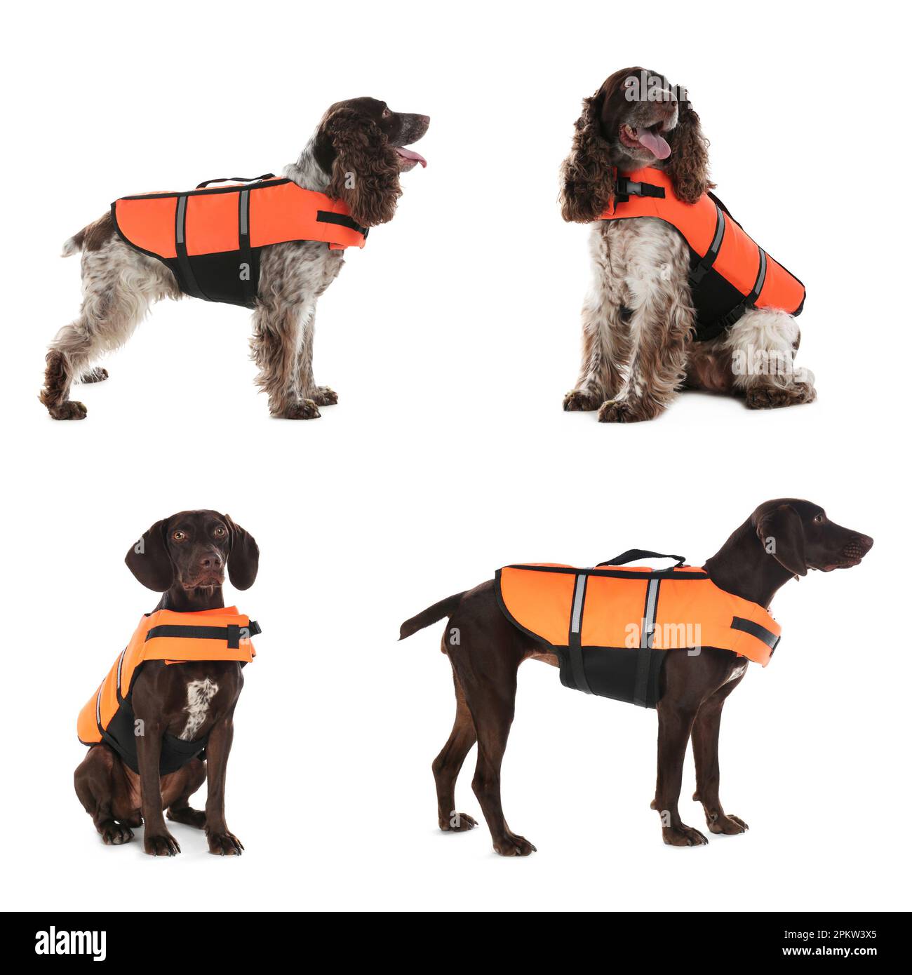 Rescuer dogs in life vests on white background, collage Stock Photo