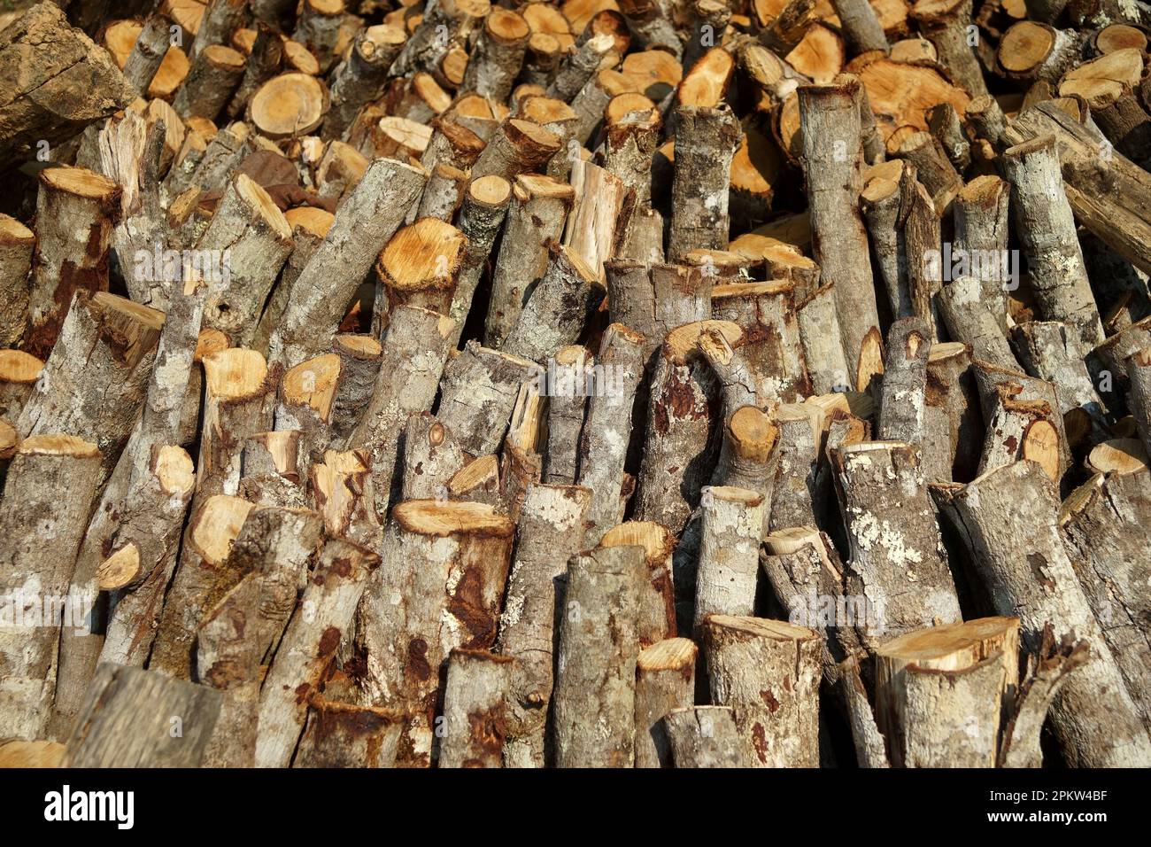 Wooden tree stump wooden tree stump hi-res stock photography and images ...