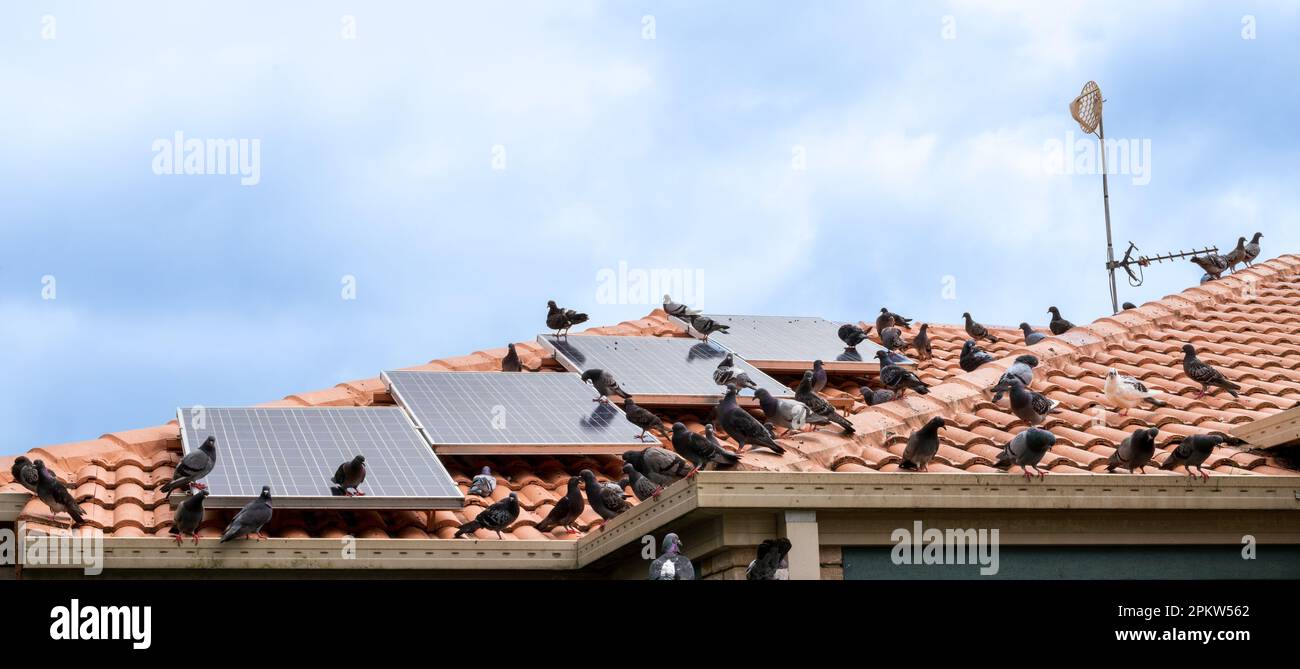 Birds sitting on solar panels on tiled roof of house, solar panels