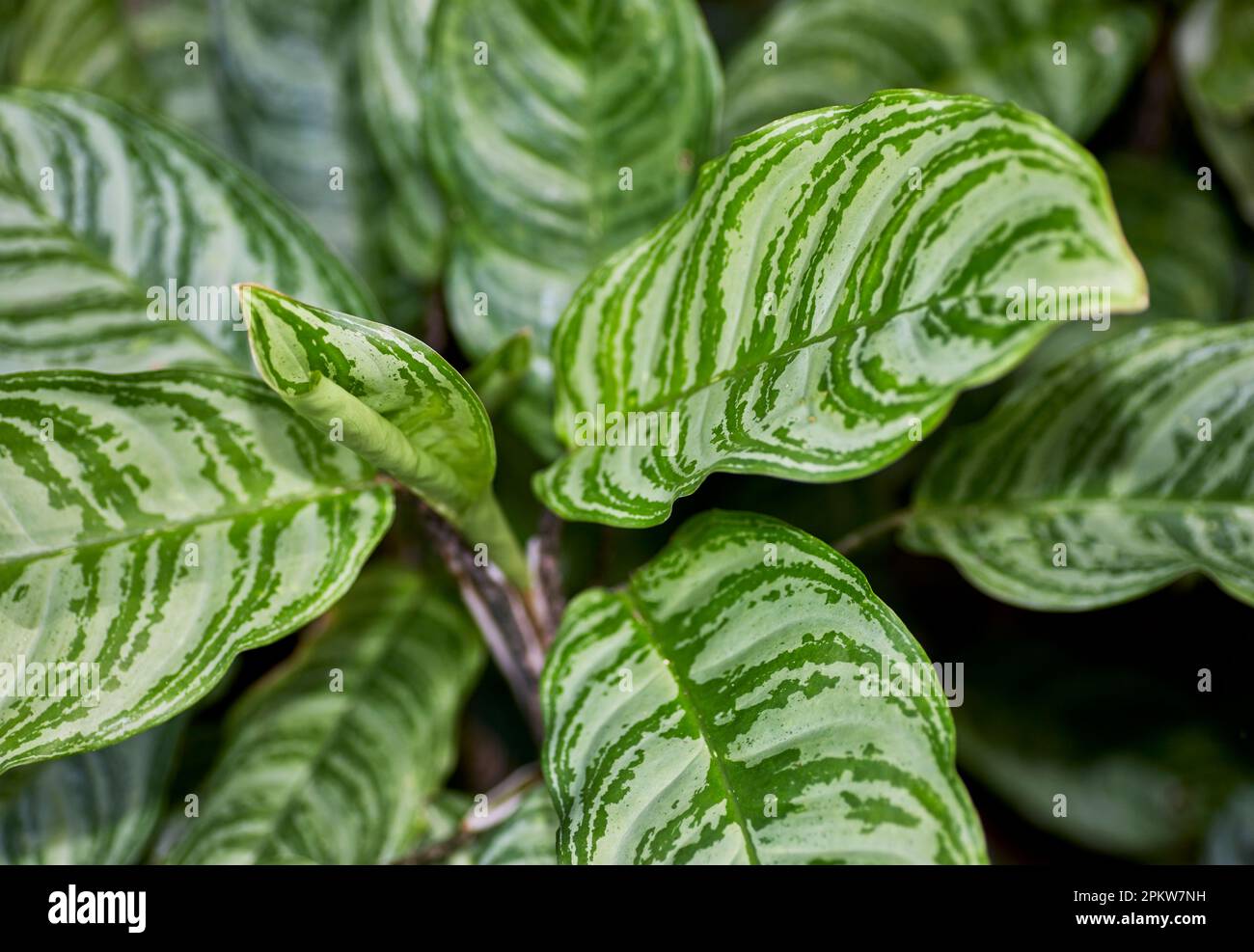 Large Aglaonema Commutatum Leaves in Rainforest also known as Chinese Evergreen or Poison Dart Plant Stock Photo