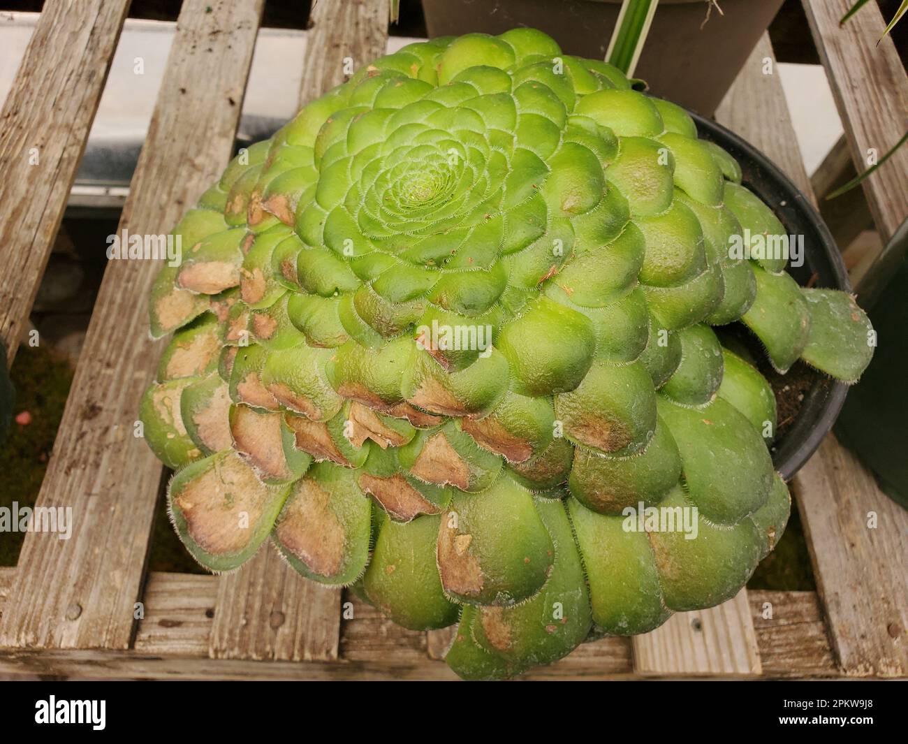 Close up of a Dinner Plate Aeonium plant, also known with scientifc name Aeonium Tabuliforme Stock Photo