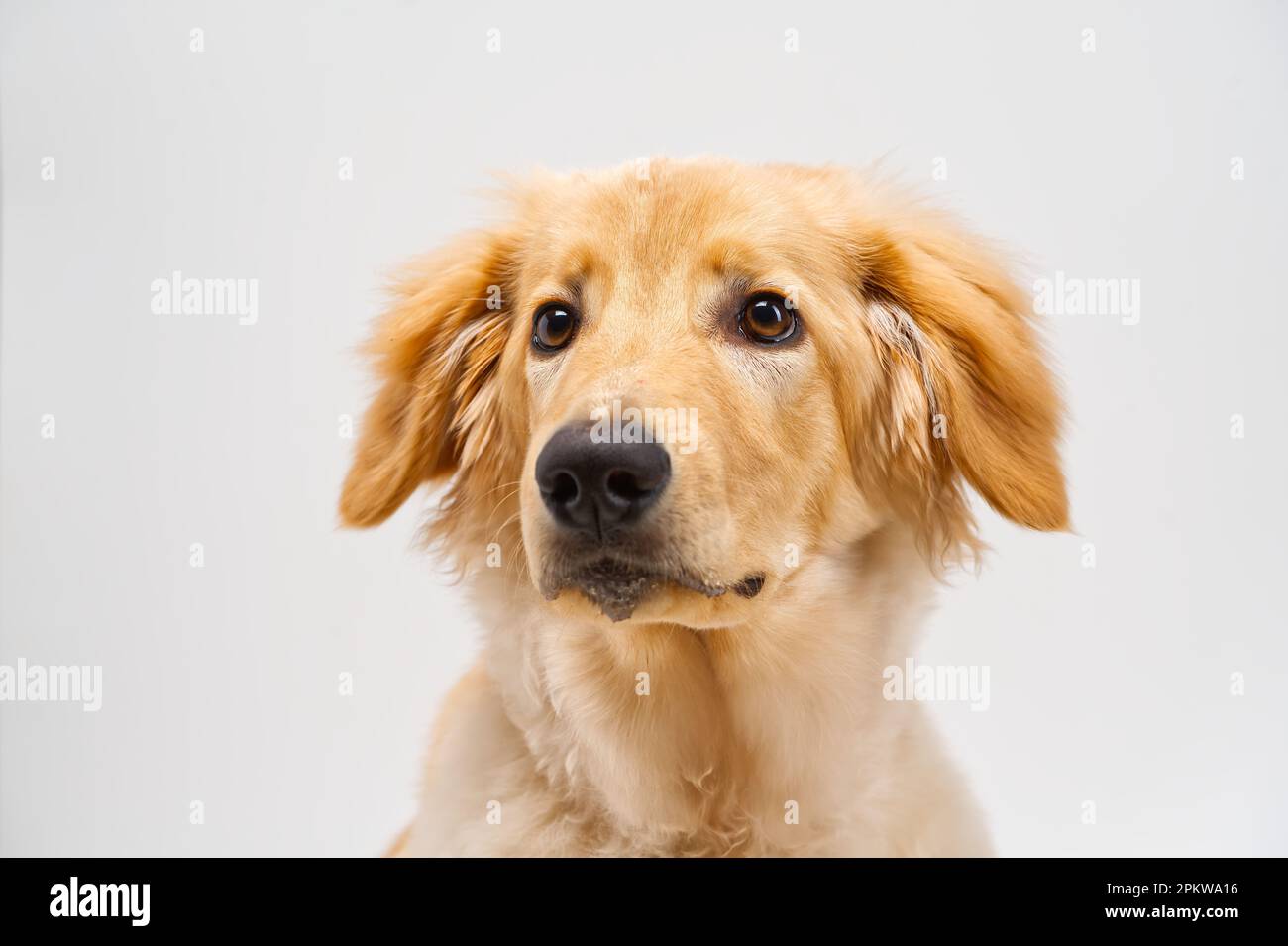 Portrait of beautiful golden hovawart isolated. six month old hovawart blonde puppy Stock Photo