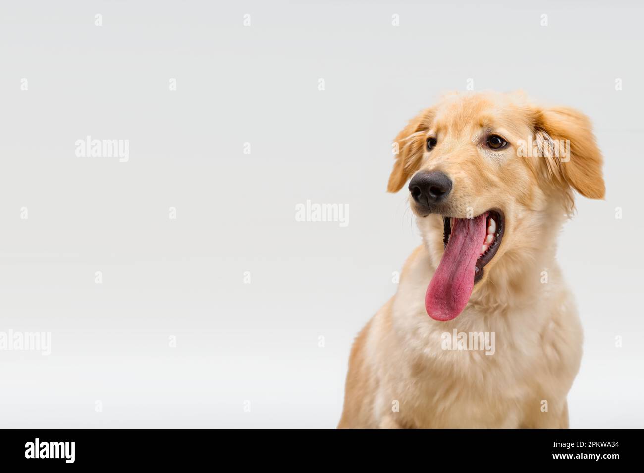 Portrait of beautiful golden hovawart isolated. six month old hovawart blonde puppy Stock Photo