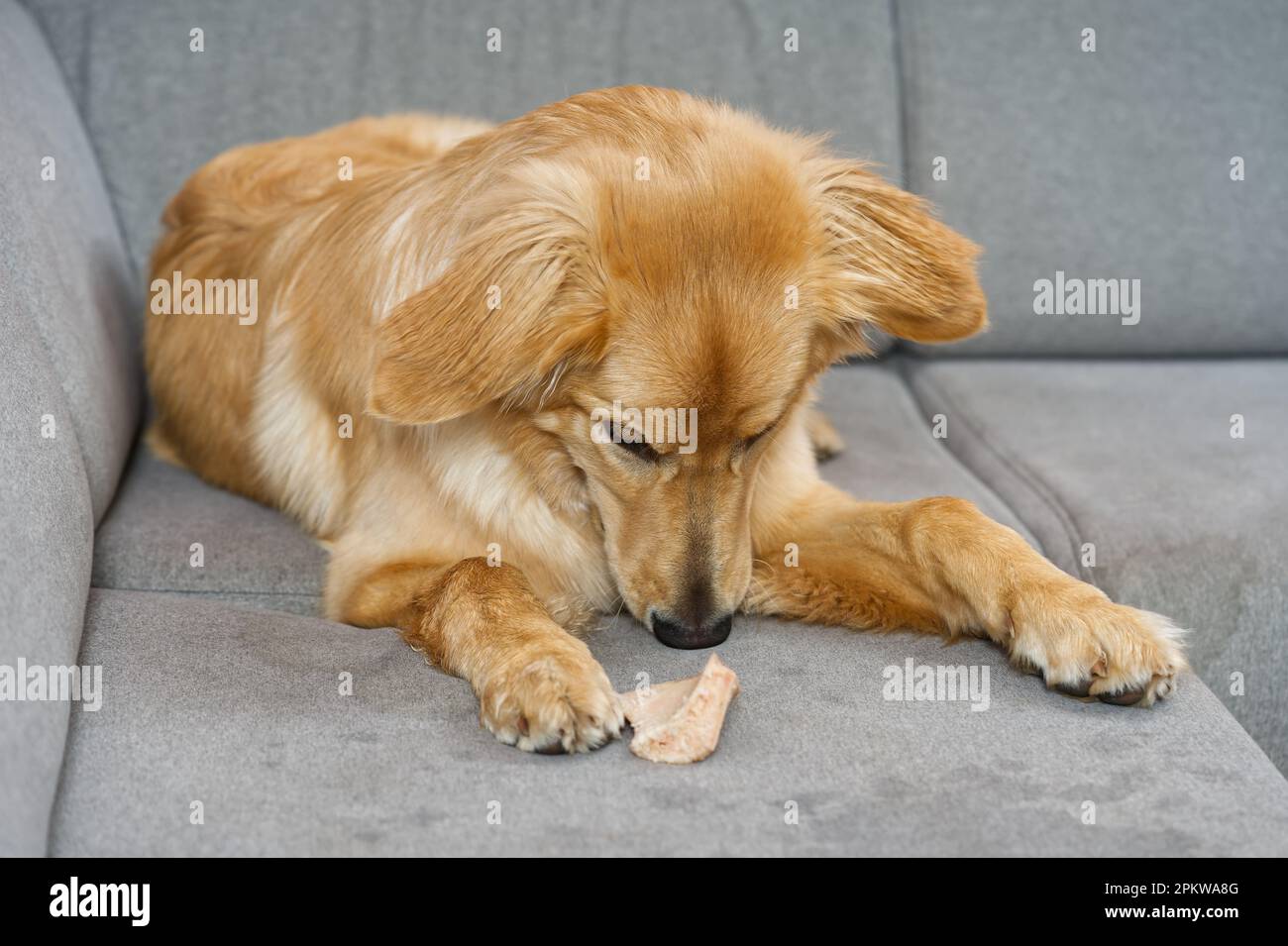 blonde dog eating on fabric sofa. Hovawart gnaws on a bone on textil sofa in living room Stock Photo