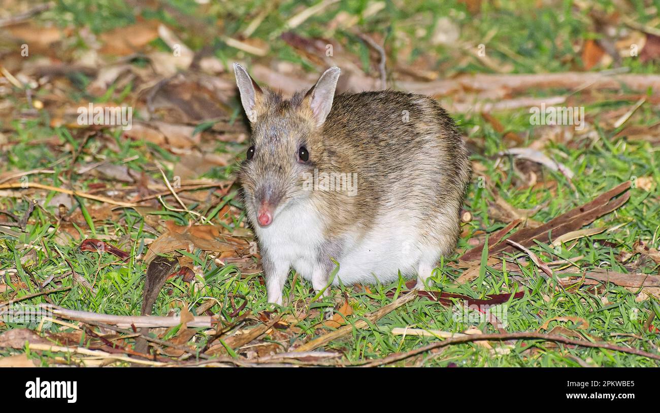 Eastern barred bandicoot nocturnal marsupial grazing on grass in Hobart, Tasmania, Australia Stock Photo