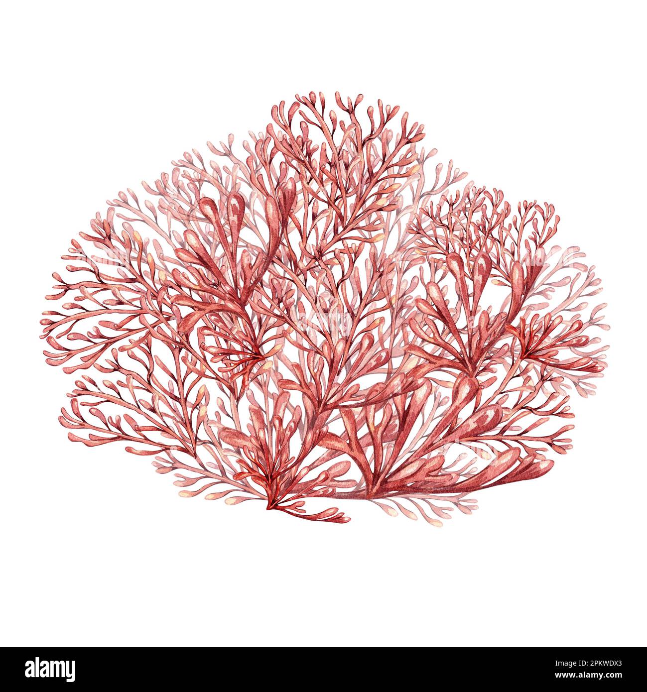Sea plants, coral watercolor illustration isolated on white background. Pink agar agar seaweed, phyllophora hand drawn. Design element for package, la Stock Photo