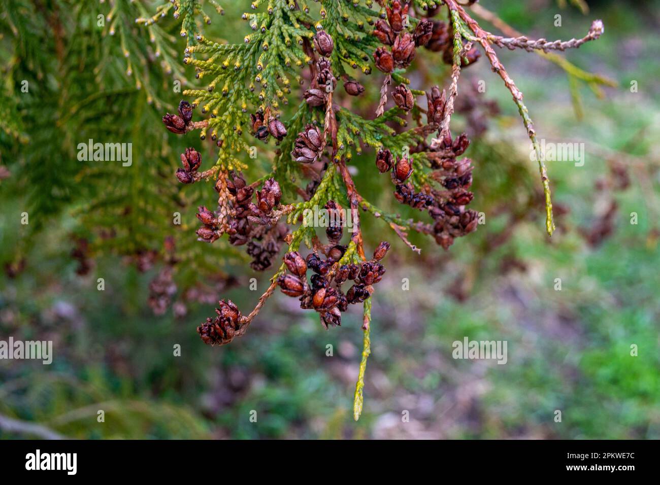 A tree with many small berries on it. High quality photo Stock Photo