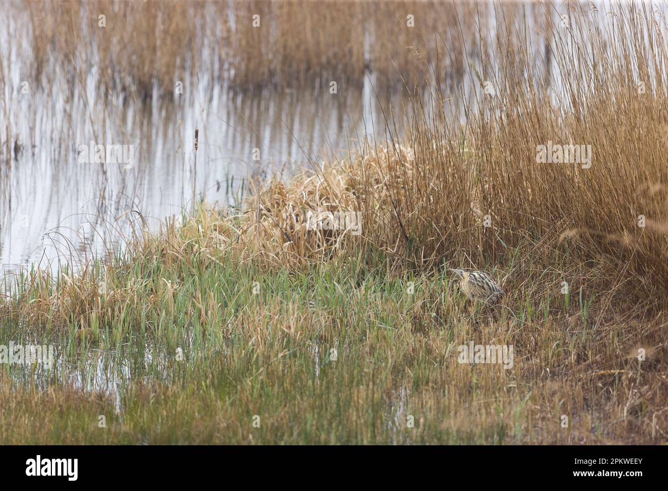Great bittern Botaurus stellaris, adult standing among reeds, RSPB Minsmere Nature Reserve, Suffolk, England, April Stock Photo