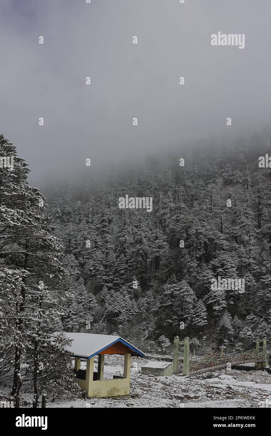 snow cavered yumthang valley in the winter season, beautiful yumthang