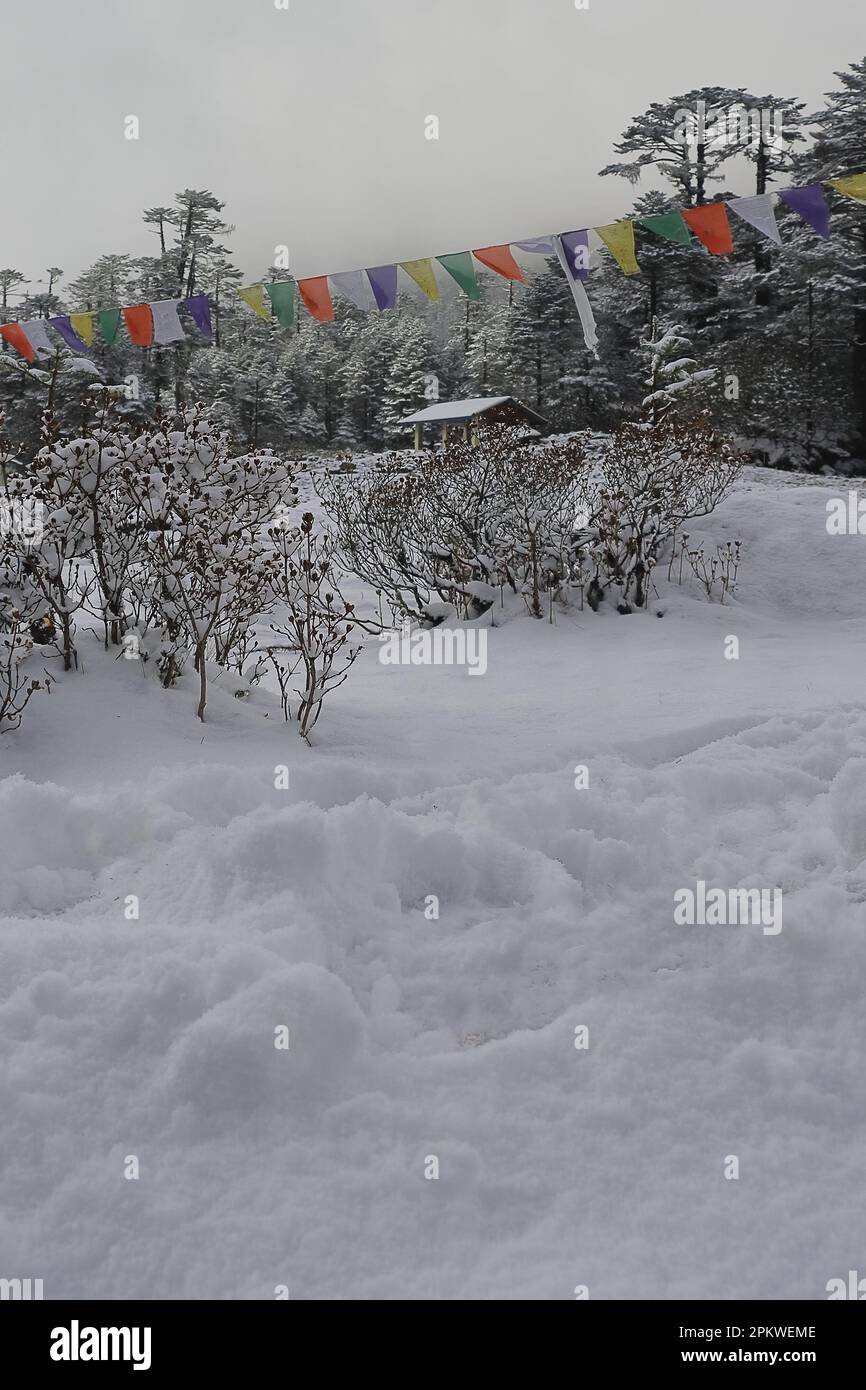 snow cavered yumthang valley in the winter season, beautiful yumthang