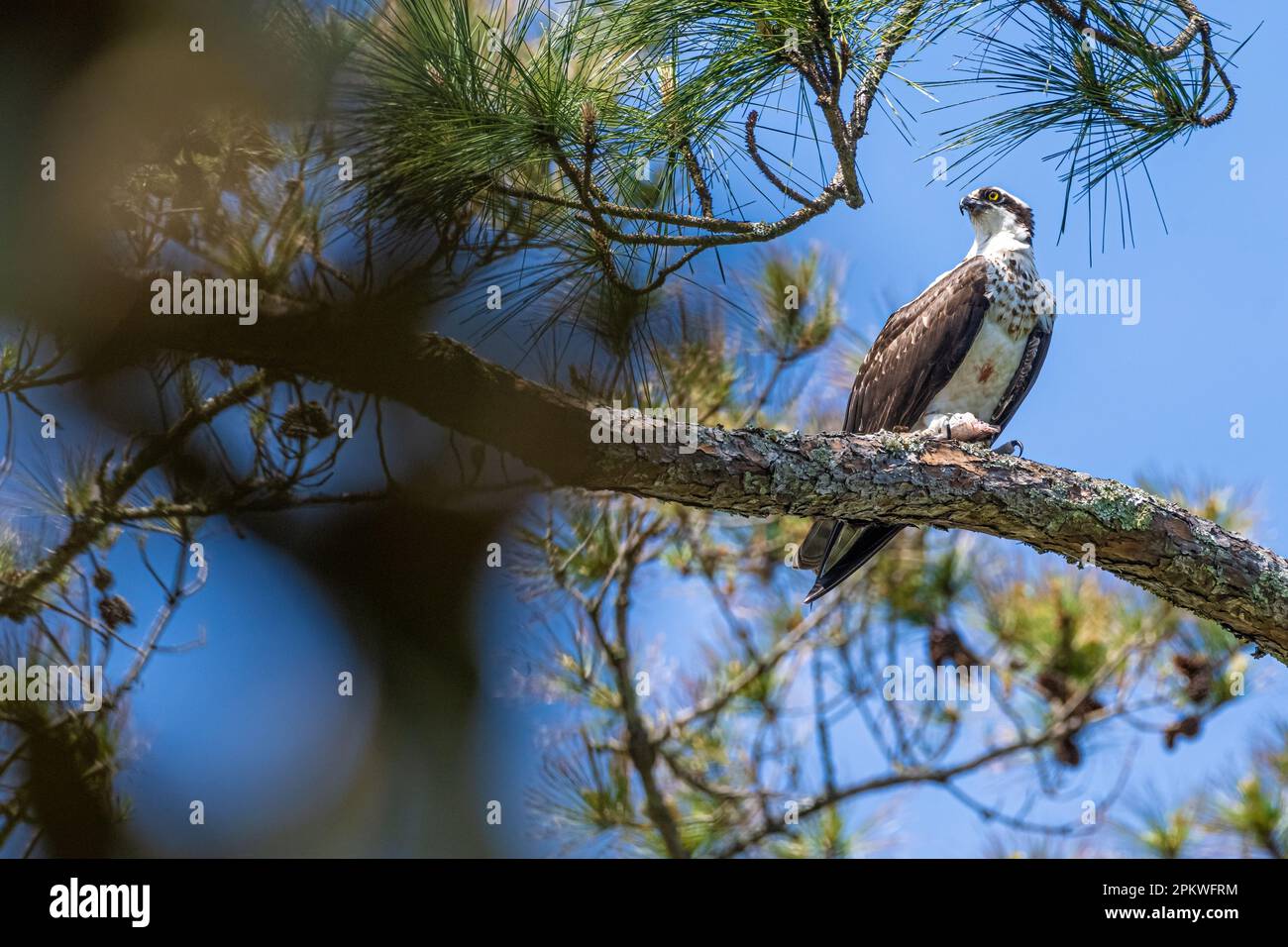 Osprey (Pandion haliaetus) clutching a recently caught fish at Sawgrass in Ponte Vedra Beach, Florida. (USA) Stock Photo