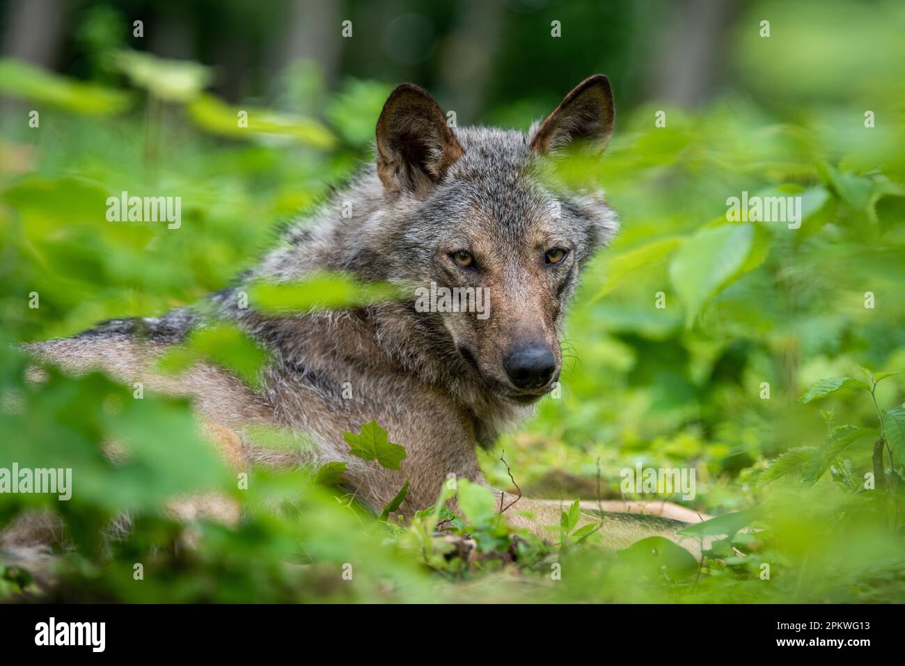 Wolf portrait in summer forest. Wildlife scene from nature. Wild animal ...