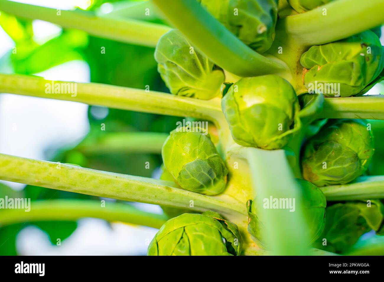Ripe brussels sprouts on a stalk closeup with warm sunny weather