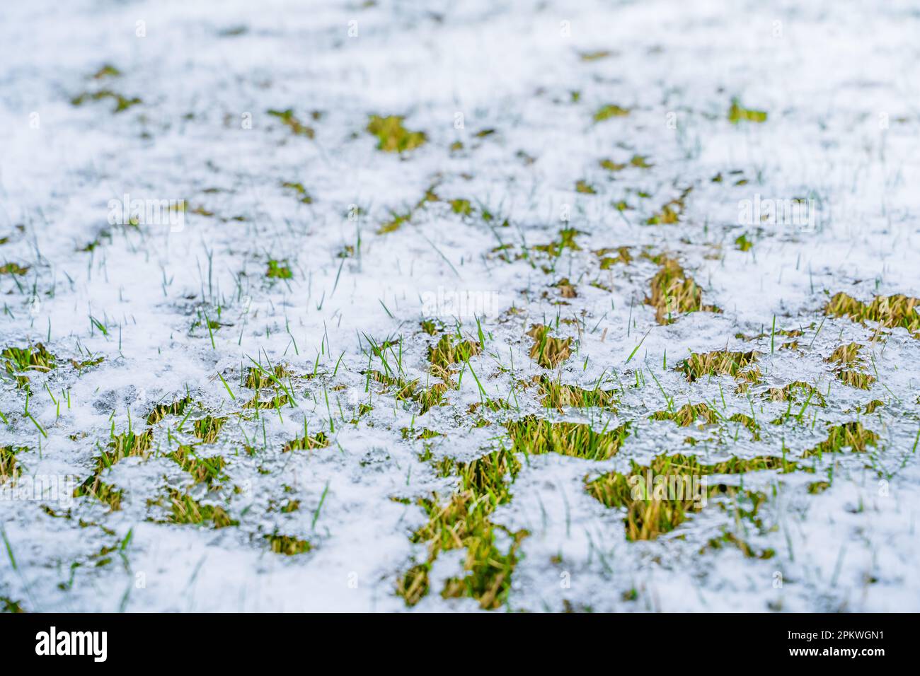 Green grass after frost under cover of snow, closeup. Melting snow