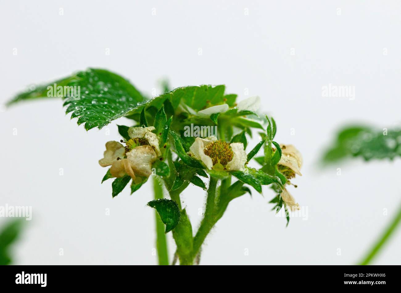 Closeup of strawberry plant leaves and flowers on a white