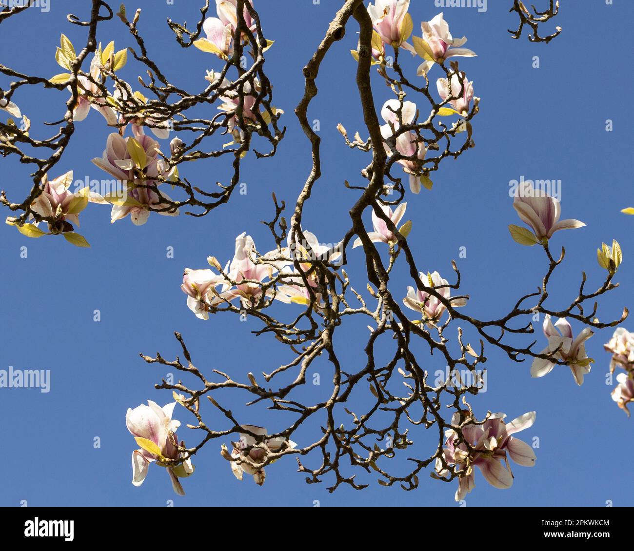White and pink magnolia blossoms Stock Photo