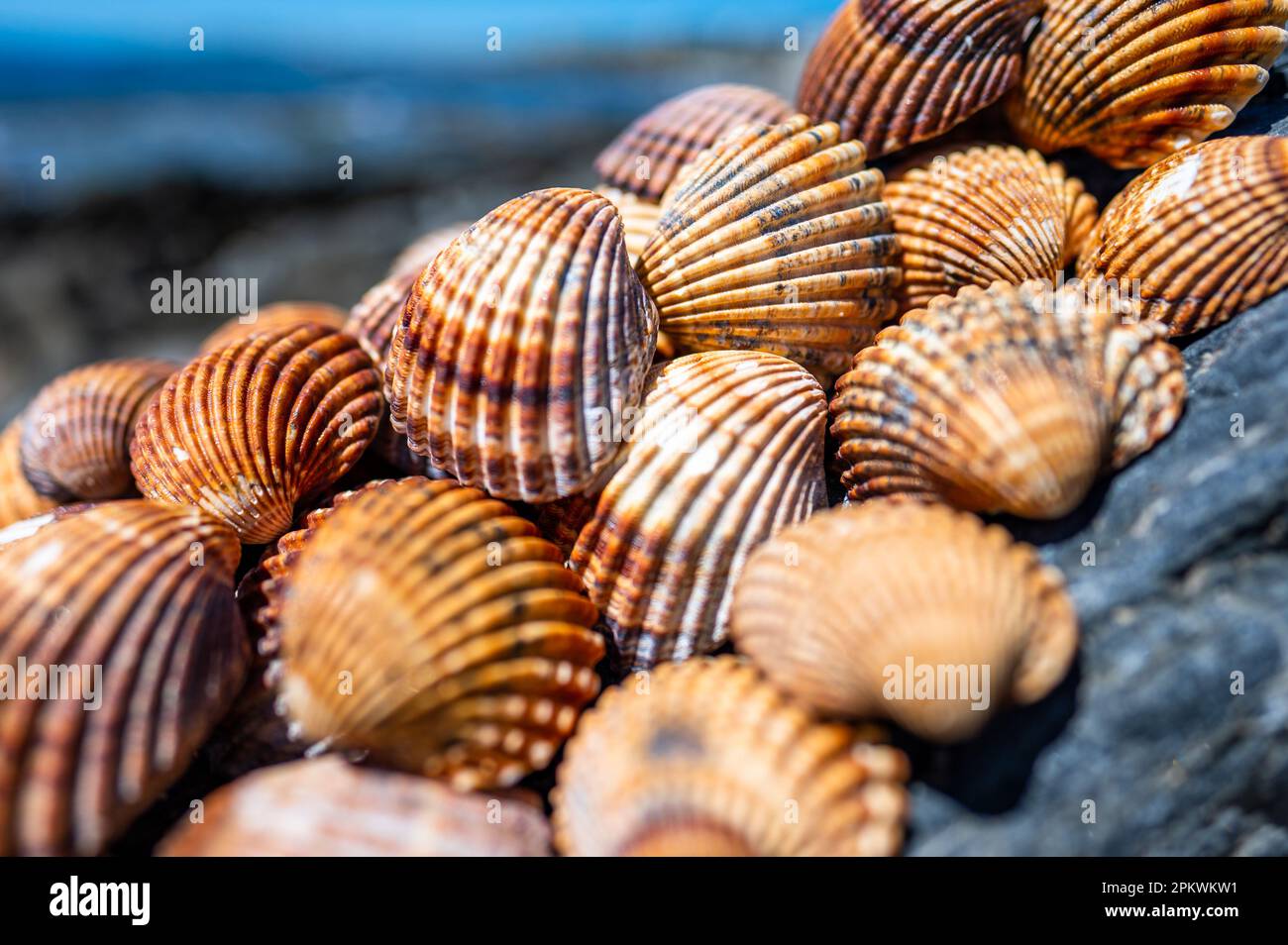 Shells background, many different shells stacked together on Costa Del Sol beach, Spain. Stock Photo