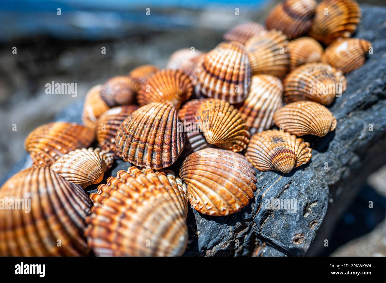 Shells background, many different shells stacked together on Costa Del Sol beach, Spain. Stock Photo
