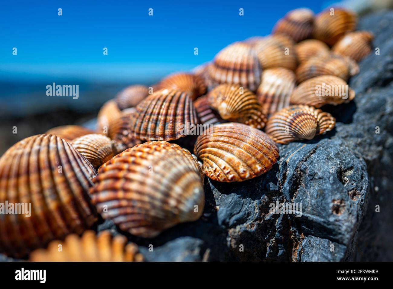Shells background, many different shells stacked together on Costa Del Sol beach, Spain. Stock Photo