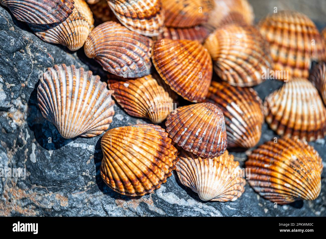 Shells background, many different shells stacked together on Costa Del Sol beach, Spain. Stock Photo