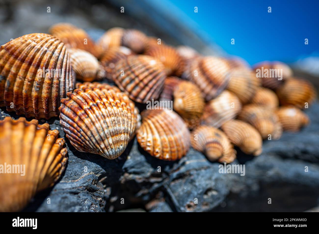 Shells background, many different shells stacked together on Costa Del Sol beach, Spain. Stock Photo