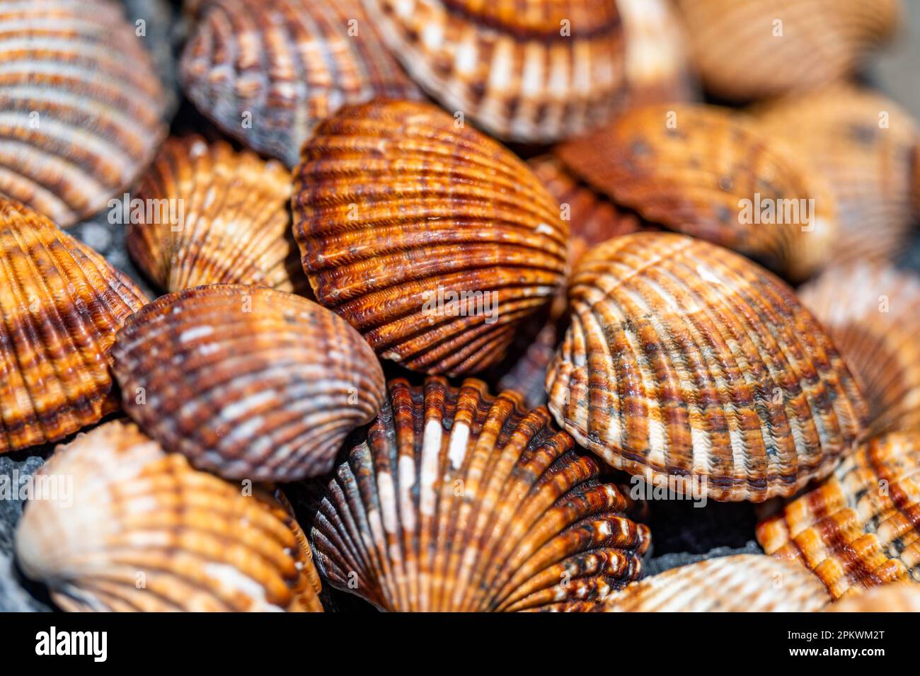 Shells background, many different shells stacked together on Costa Del Sol beach, Spain. Stock Photo