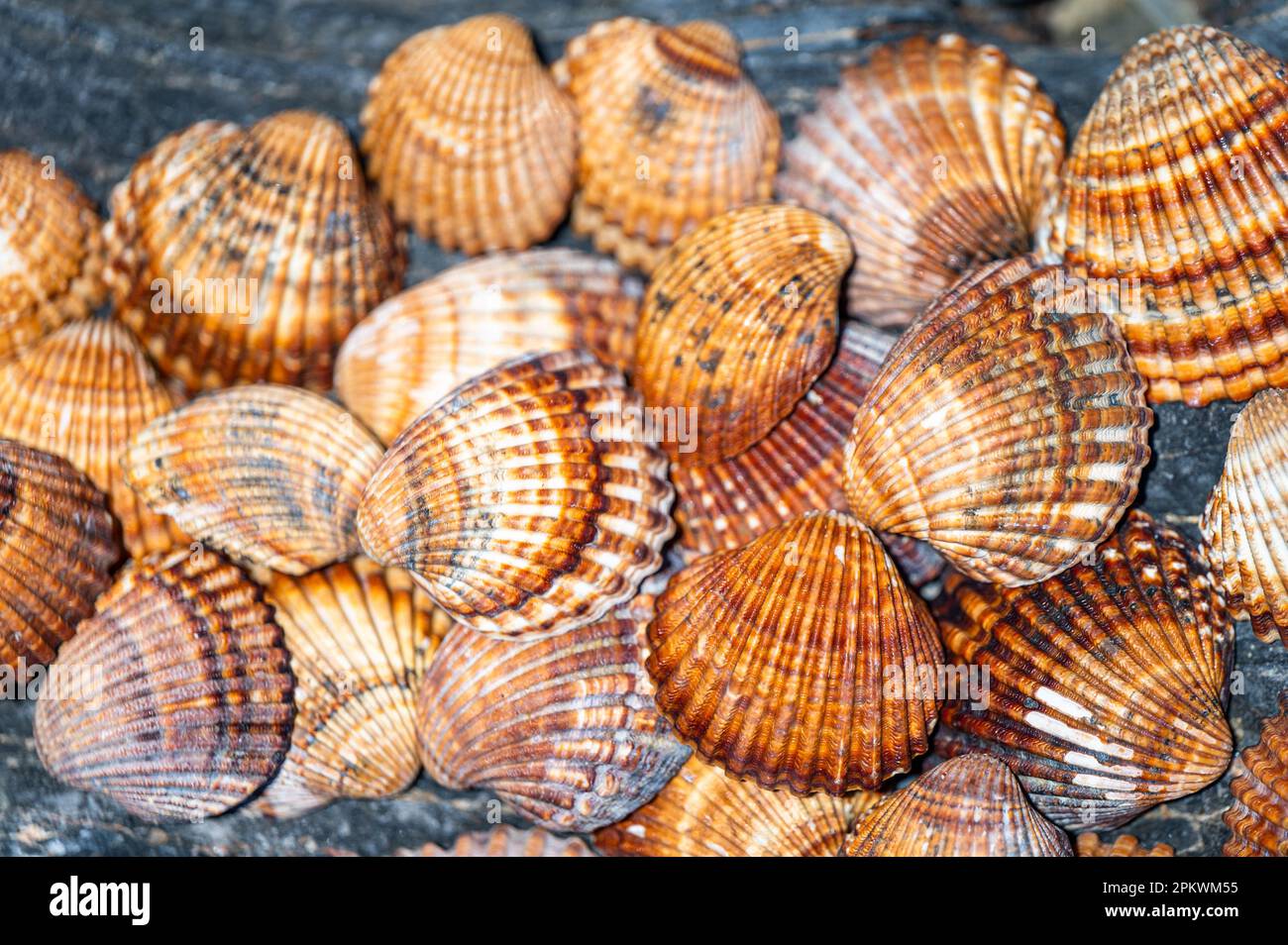 Shells background, many different shells stacked together on Costa Del Sol beach, Spain. Stock Photo