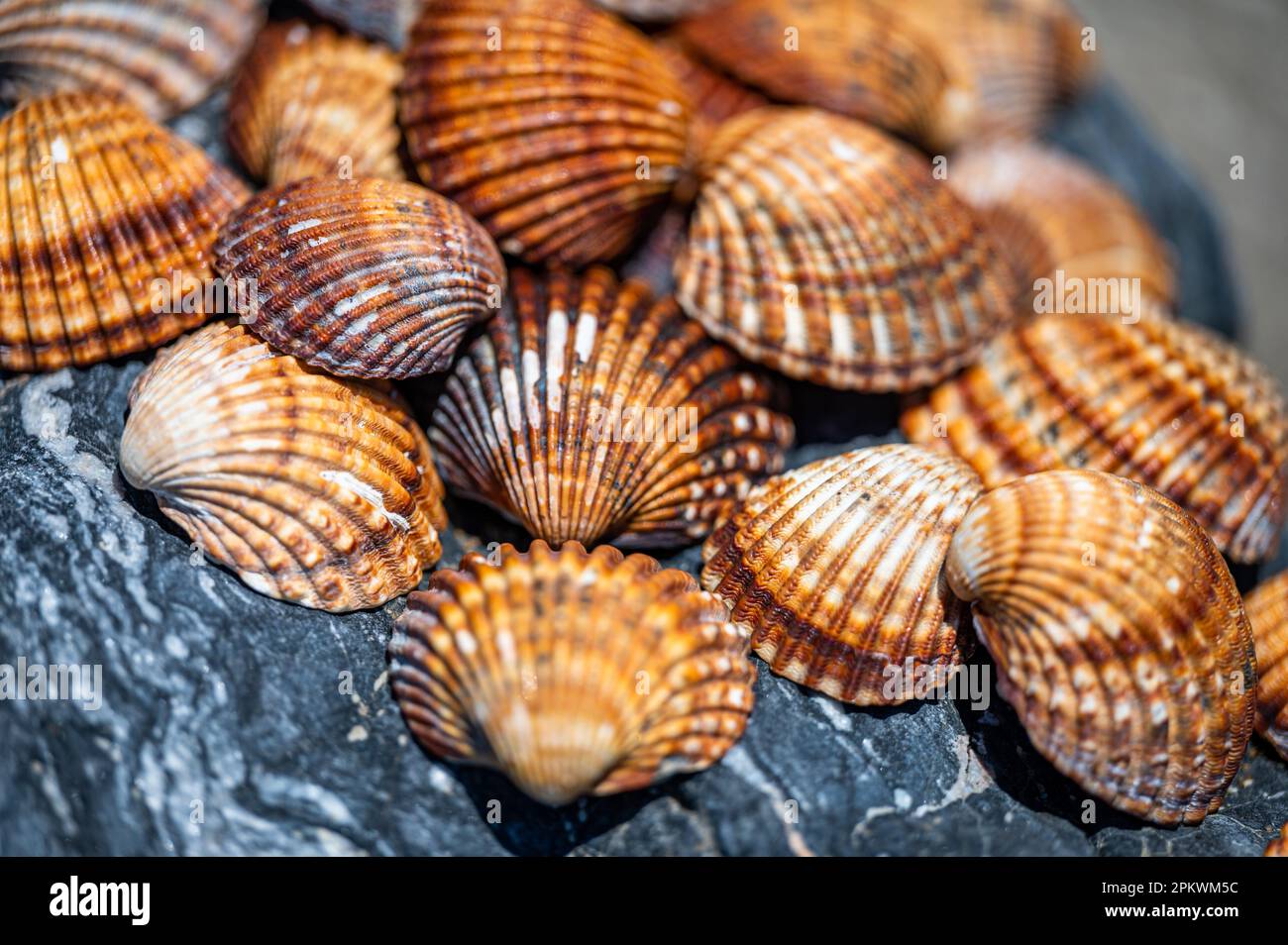 Shells background, many different shells stacked together on Costa Del Sol beach, Spain. Stock Photo