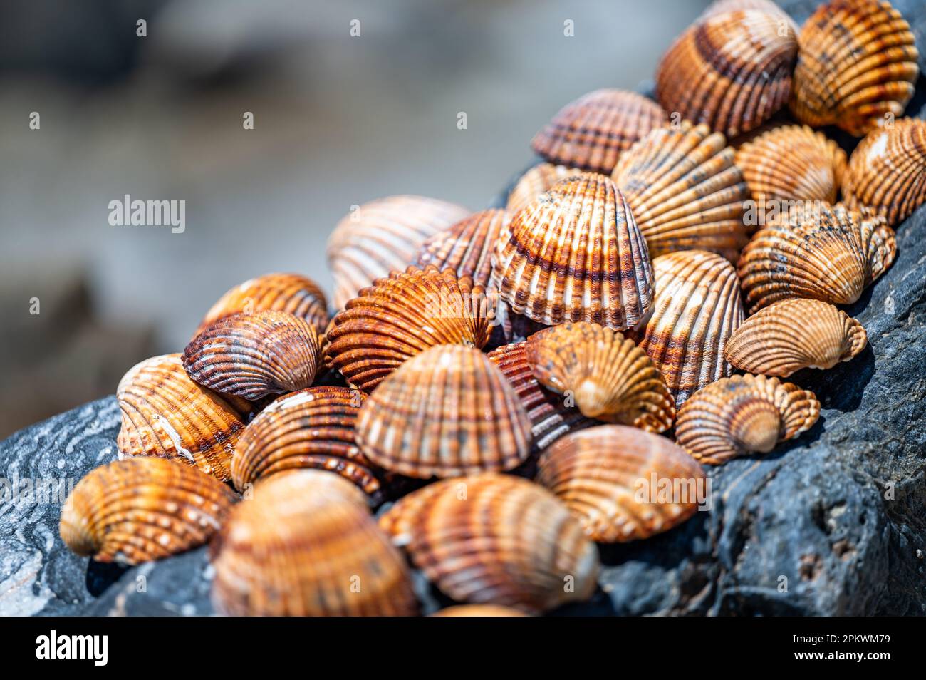 Shells background, many different shells stacked together on Costa Del Sol beach, Spain. Stock Photo