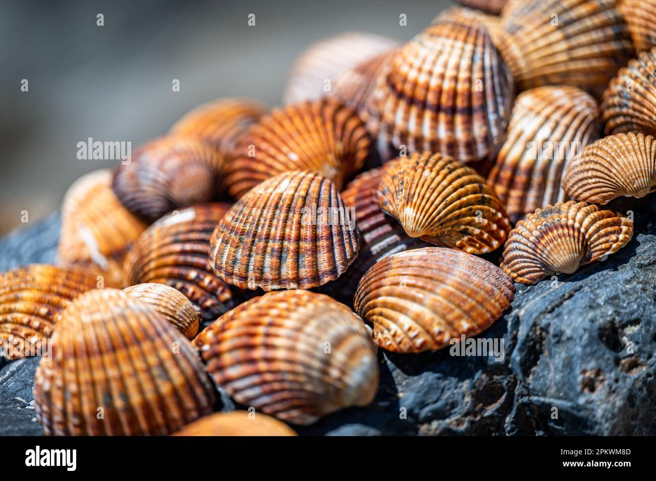 Shells background, many different shells stacked together on Costa Del Sol beach, Spain. Stock Photo