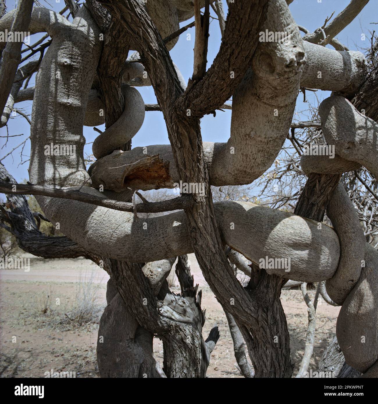 Tree creeper near Warmquelle in Namibia's Kunene Province. Knobbly