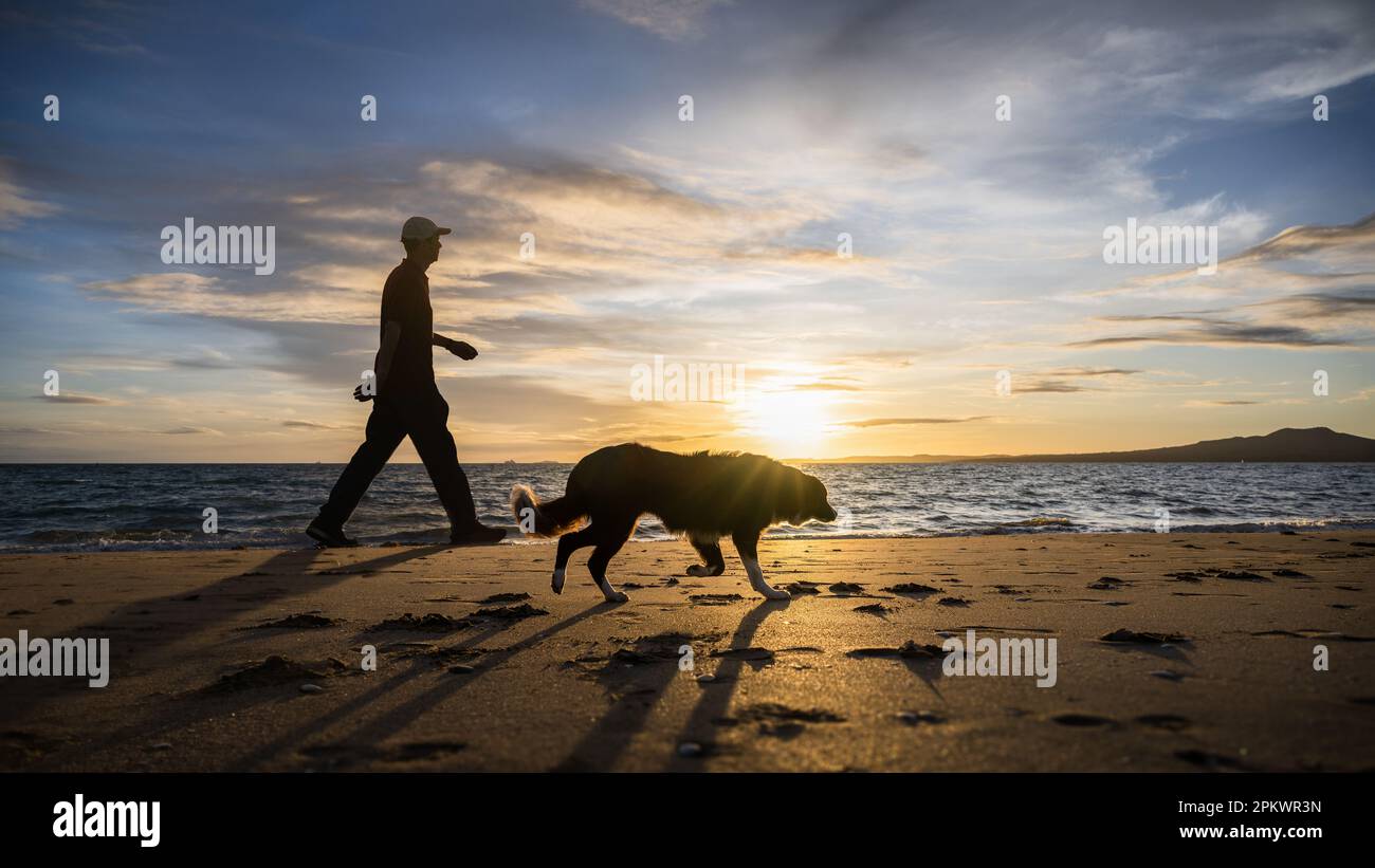 Man walking dog at Takapuna Beach. Sun rising over Rangitoto Island
