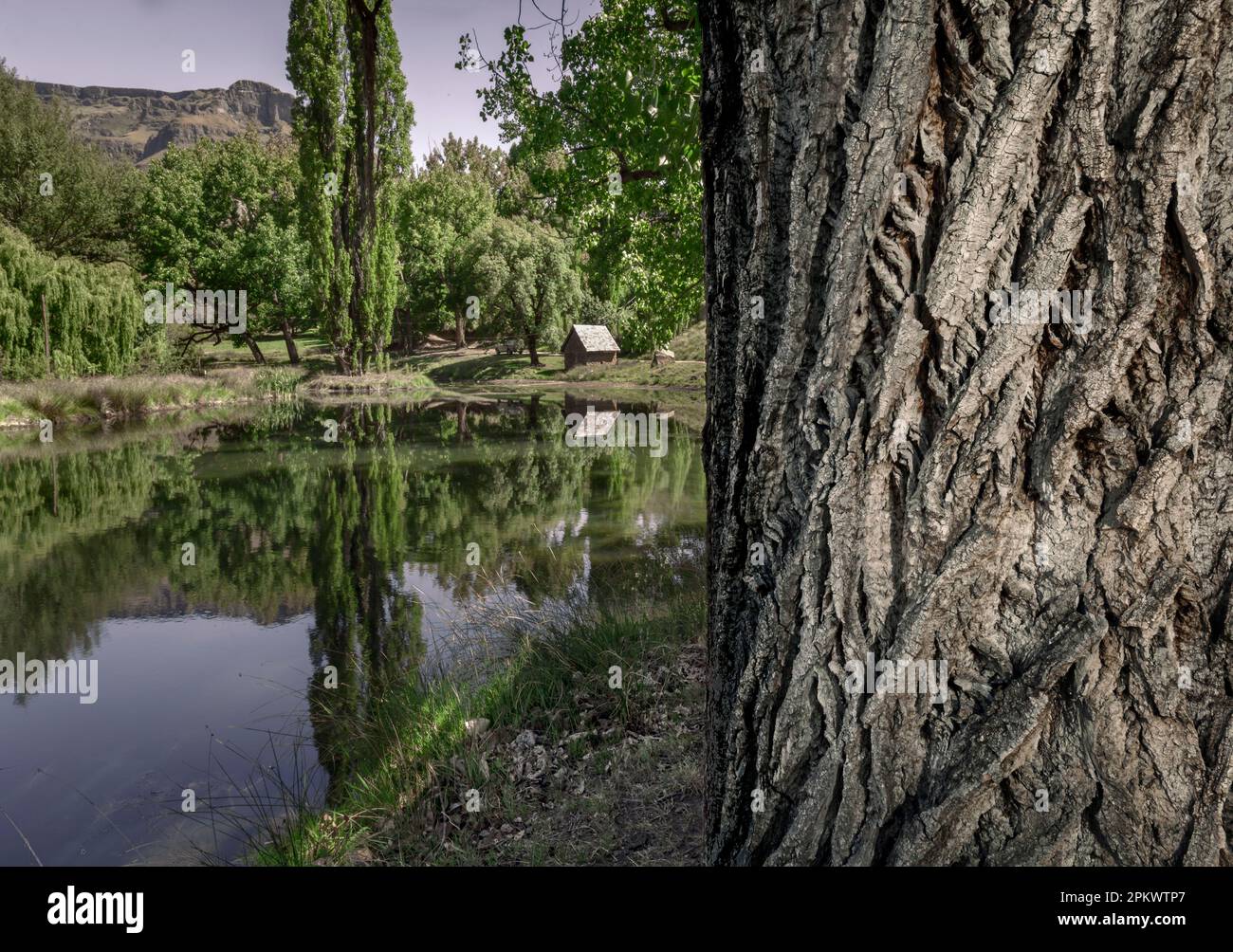 South African landscape with Poplar trees and reflections in the Balloch Valley in the Southern