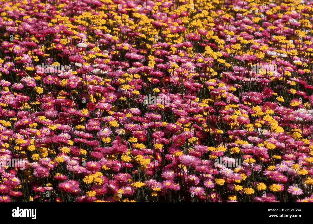 MASS OF FLOWERING PAPER DAISIES (RHODANTHE) WESTERN AUSTRALIA. Stock Photo