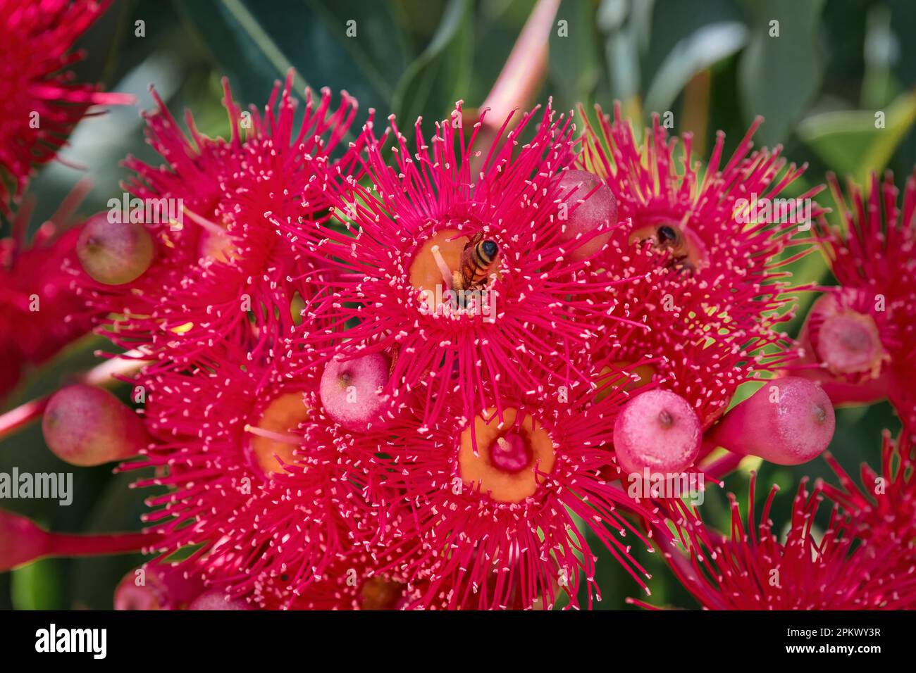 Red Flowering Gum Stock Photo Alamy