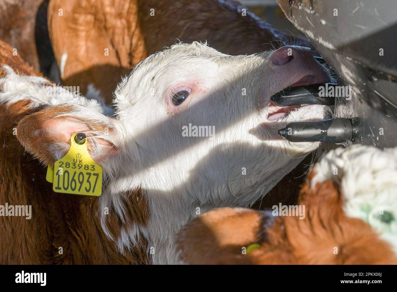 Dairy Cows Stock Photo