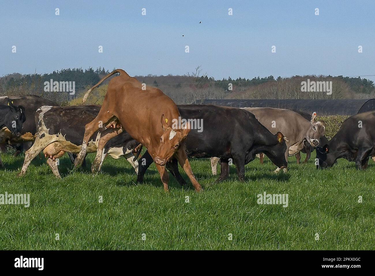 Dairy Cows Stock Photo