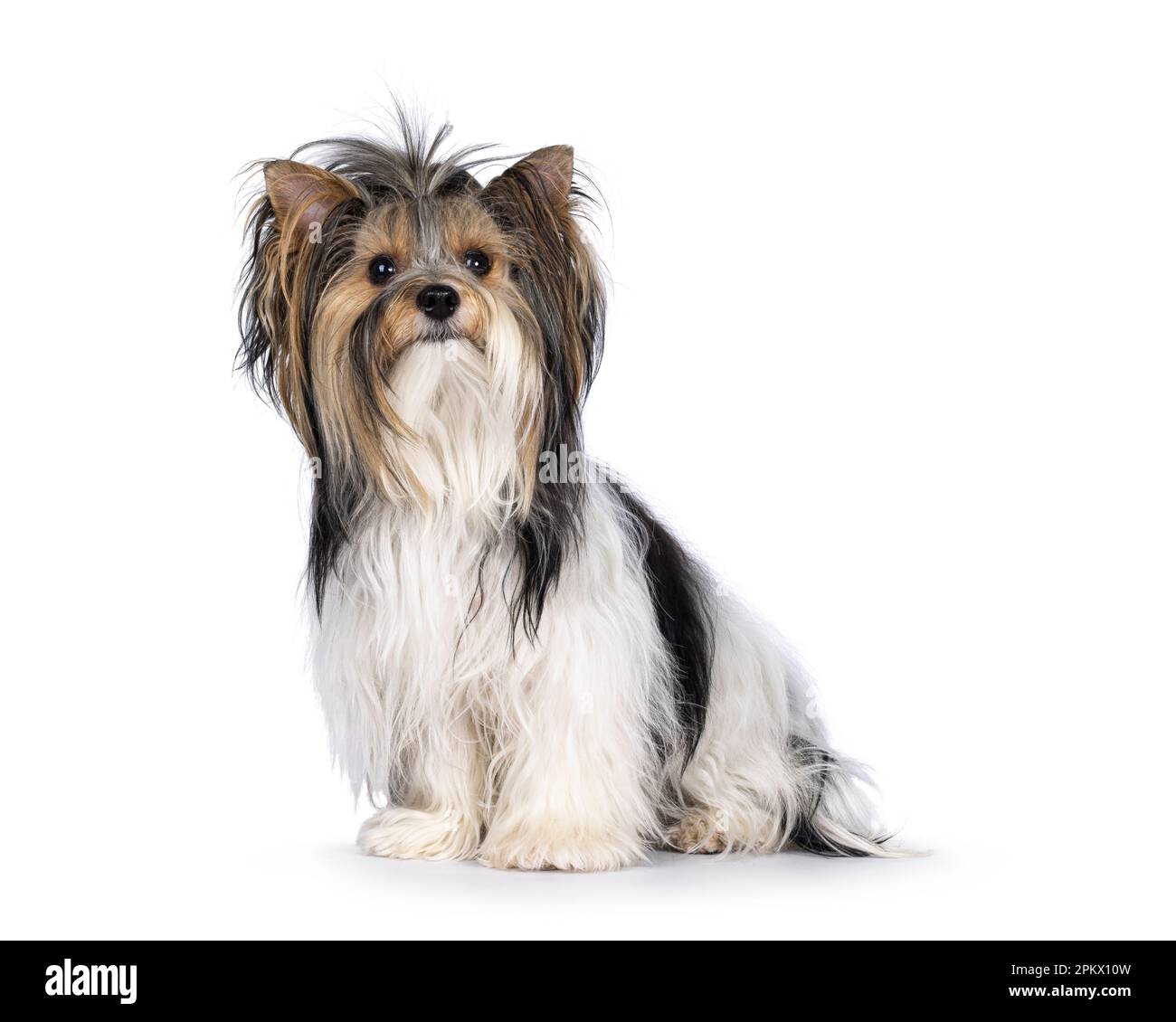 Biewer sales terrier adult