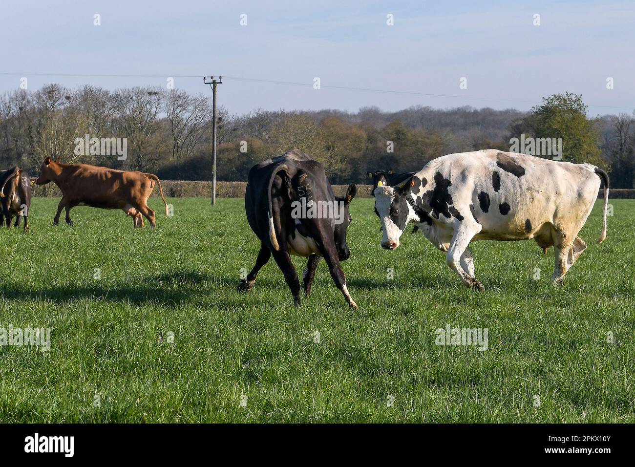 Dairy Cows Stock Photo