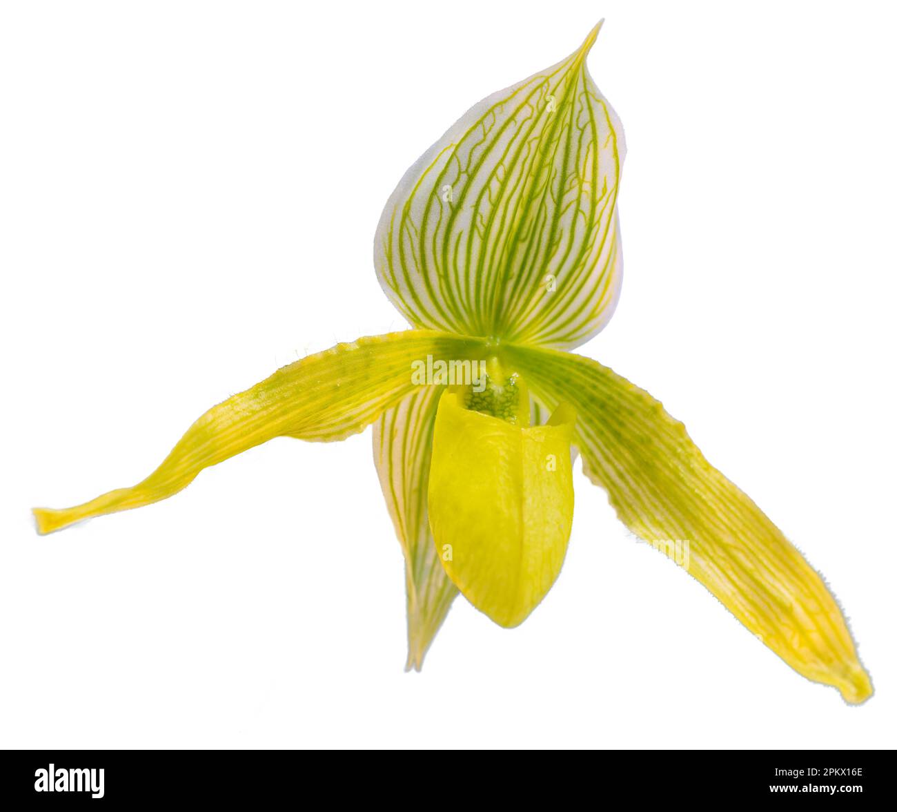 Flower colors are yellow, green and white. An orchid of the genus