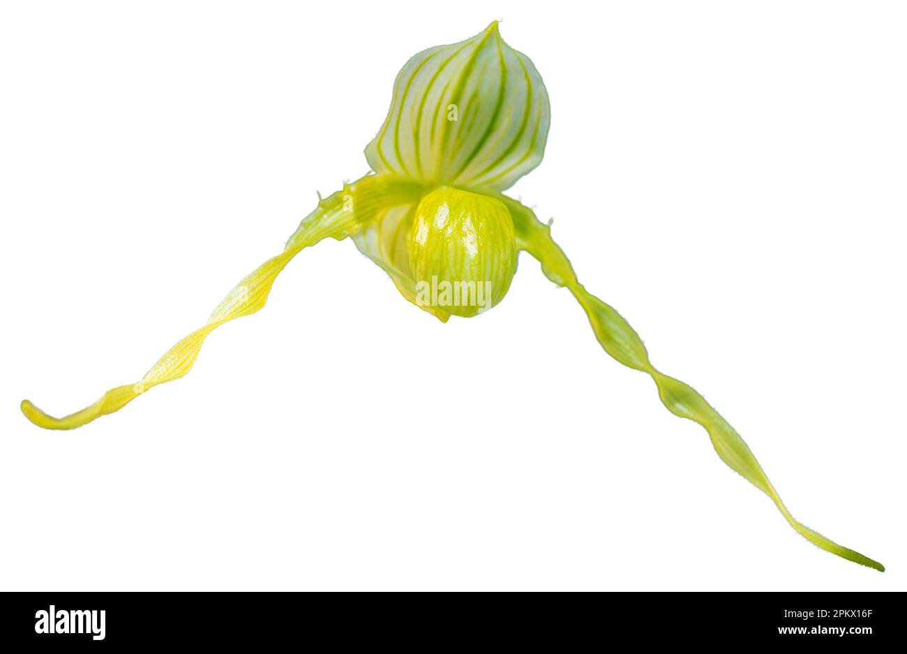 Flower colors are yellow, green and white. An orchid of the genus Paphiopedilum. Close-up of isolated beautiful plant. Stock Photo