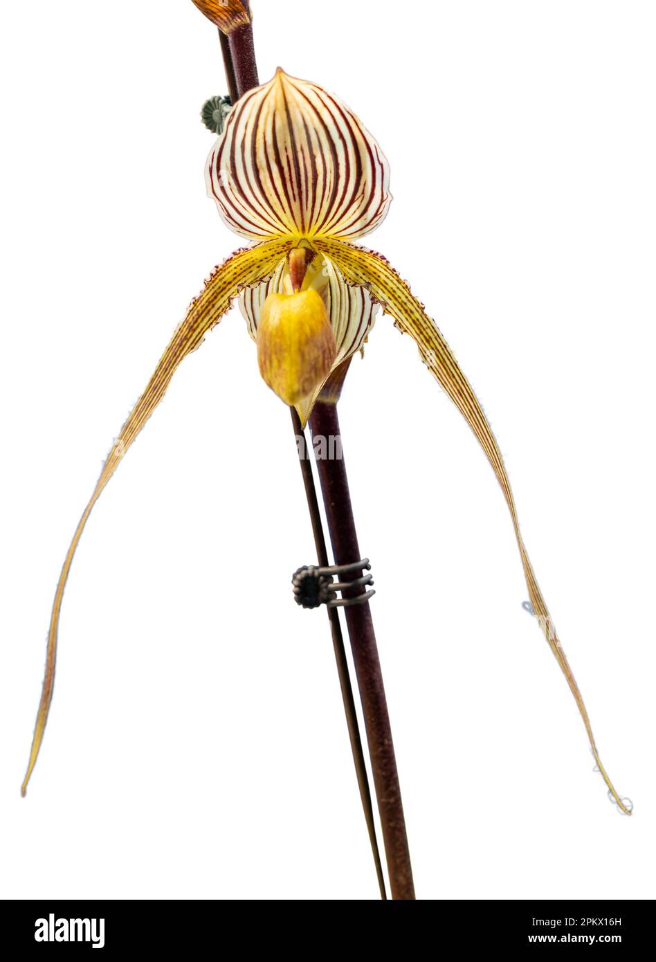 Flower colors are yellow, white and brown. An orchid of the genus