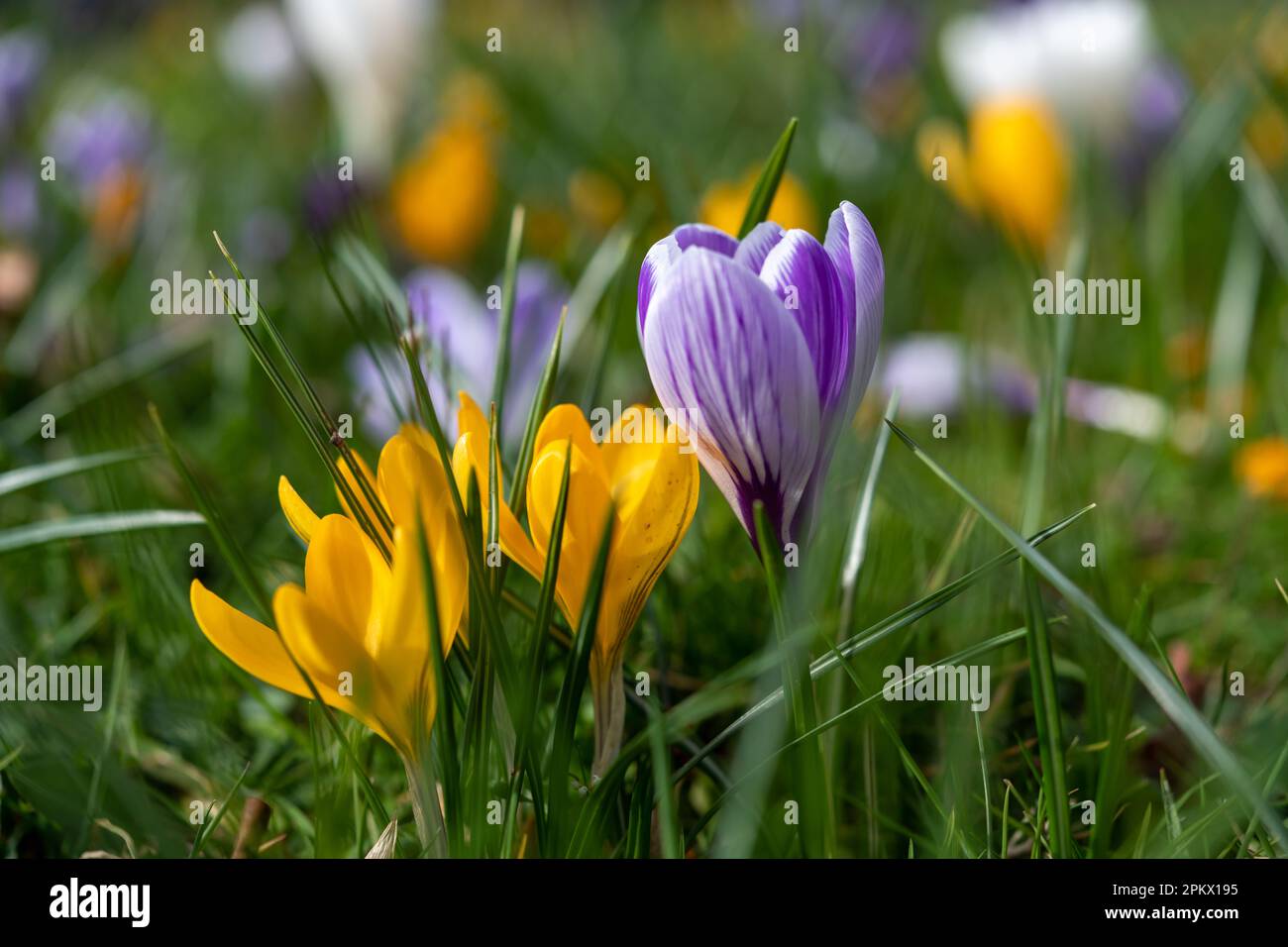 Spring flower flowers background Stock Photo
