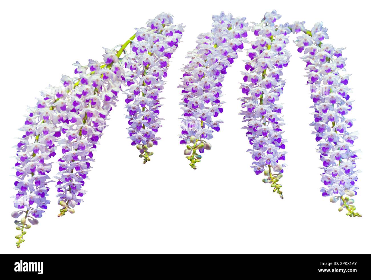 Flower colors are purple and white. An orchid of the genus Rhynchostylis. Close-up of isolated beautiful plant. Stock Photo