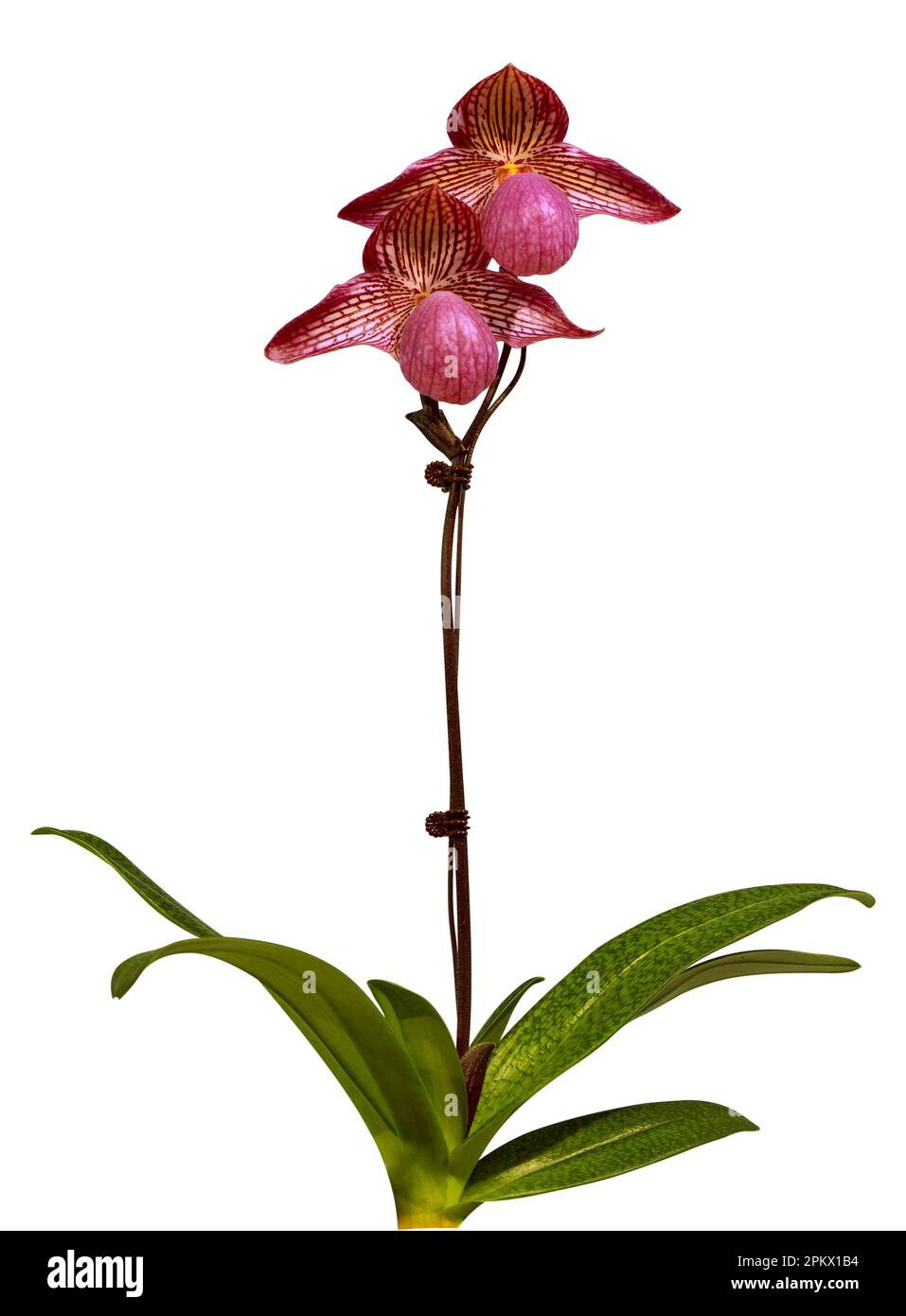 Flower colors are pink, yellow and brown. An orchid of the genus Paphiopedilum. Close-up of isolated beautiful plant. Stock Photo