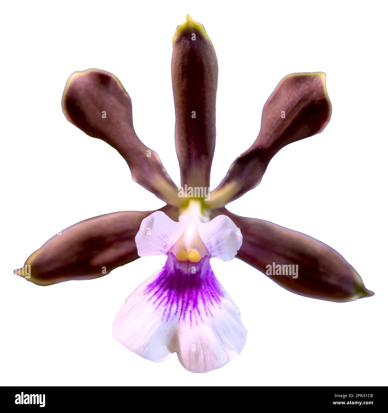 Flower colors are white, purple and red. An orchid of the genus Encyclia. Close-up of isolated beautiful plant. Stock Photo